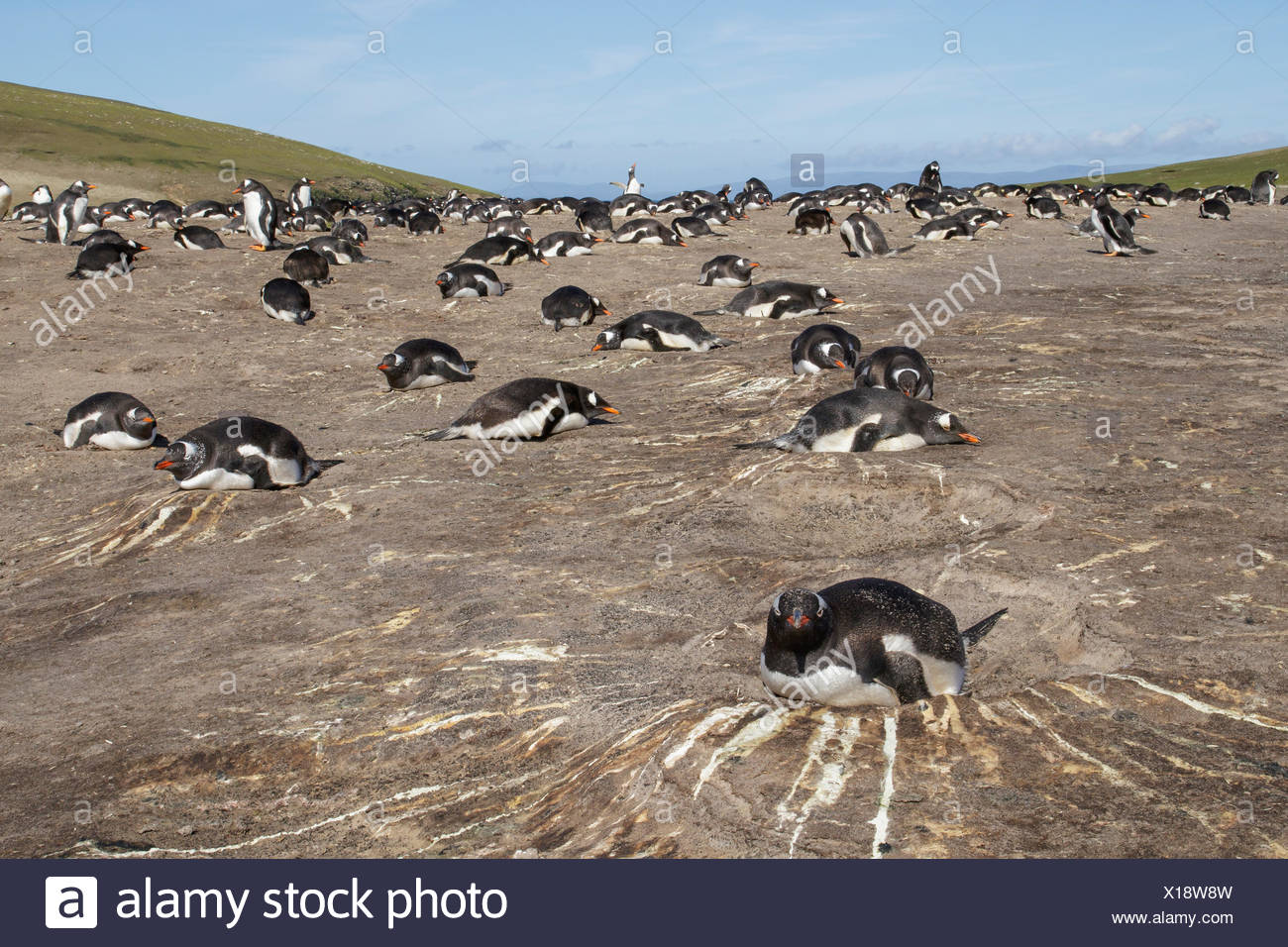 Gentoo pingouin (Pygoscelis papua) à sa colonie de nidification dans les îles Falkland Banque D'Images