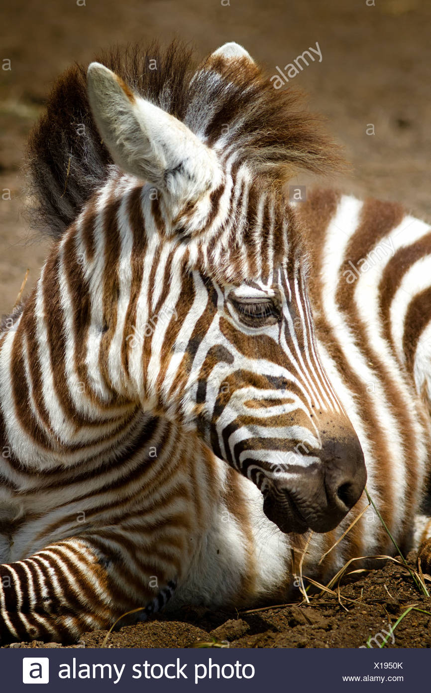 Bebe Zebre Tres Jeune Zebre Detail De La Tete Et L Avant En Position Couchee Sur Le Sol Avec La Tete Relevee Le Lac Nakuru Kenya Photo Stock Alamy