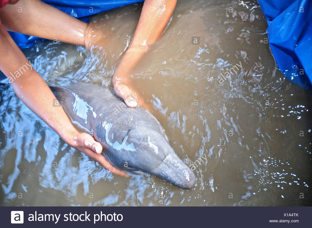 Sauvetage D Un Bebe Mourant Poche Illegalement Dauphin Du Rose Photo Stock Alamy