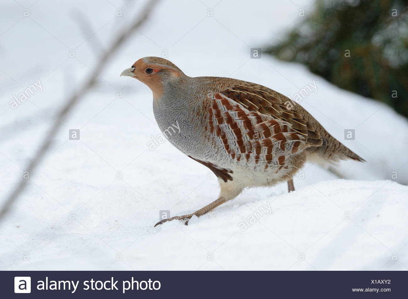 Fond Décran Doiseau Oiseau Dhiver