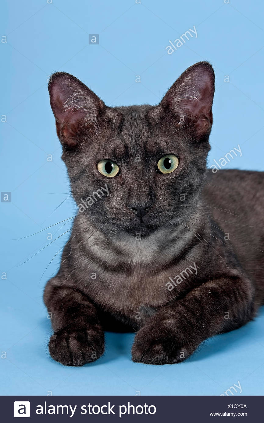 Mau Egyptien Race De Chat Chaton Fumee Noire Couleur Photo Stock Alamy