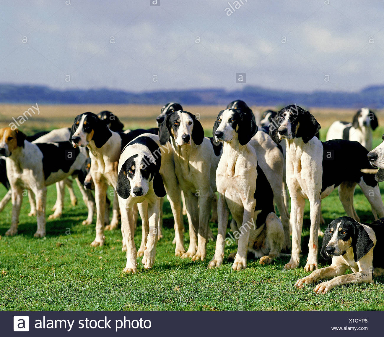 Great Anglo French White And Black Hound Photos Great