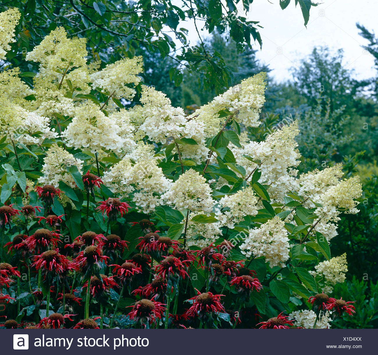 Native Myanmar Flowers Lovers Hydrangea 6 Months Flowers In