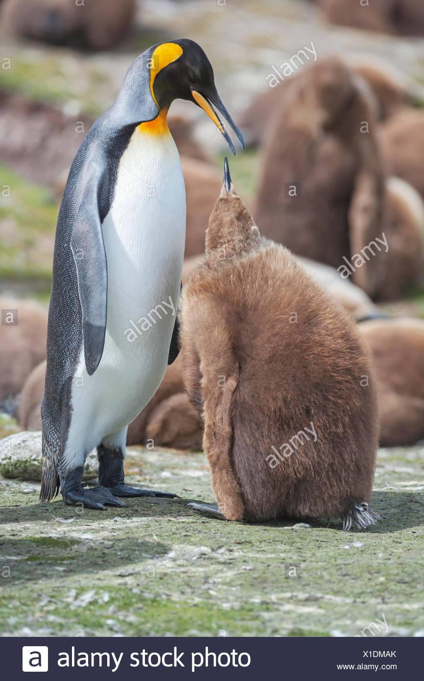 Un adulte manchot royal (Aptenodytes patagonicus) nourrir son poussin, East Falkland, îles Falkland, l'atlantique sud Banque D'Images