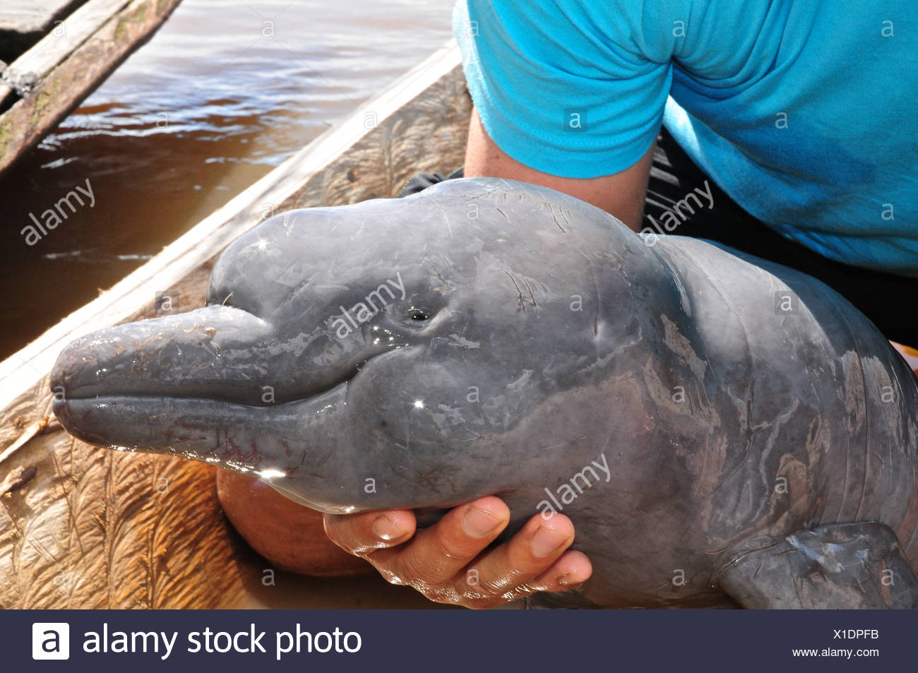 Sauvetage D Un Dauphin Du Rose Bebe Destines A L Animal Le Commerce Illegal Photo Stock Alamy