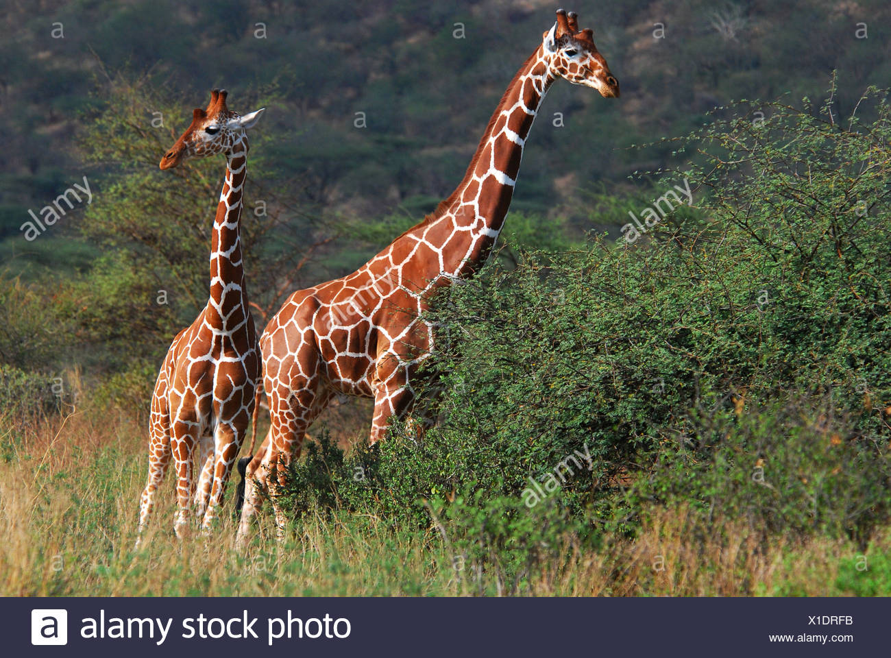 Somali Girafe (Giraffa camelopardalis reticulata) Parc national de Samburu, Kenya, Africa Banque D'Images