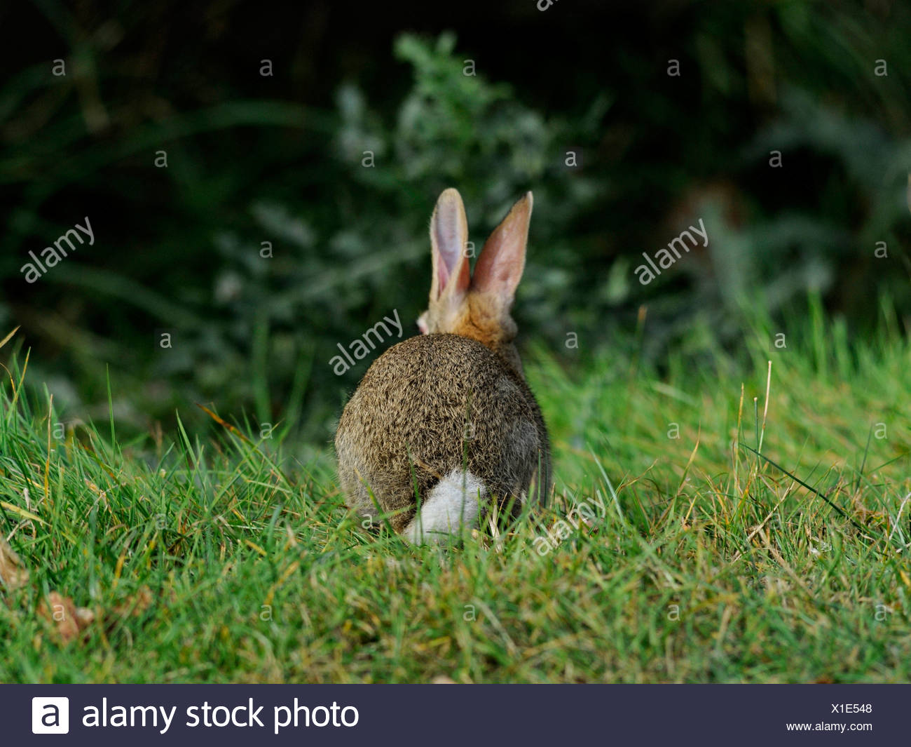 Un Mignon Bebe Lapin Lapin Blanc Montrant Sa Queue Photo Stock Alamy