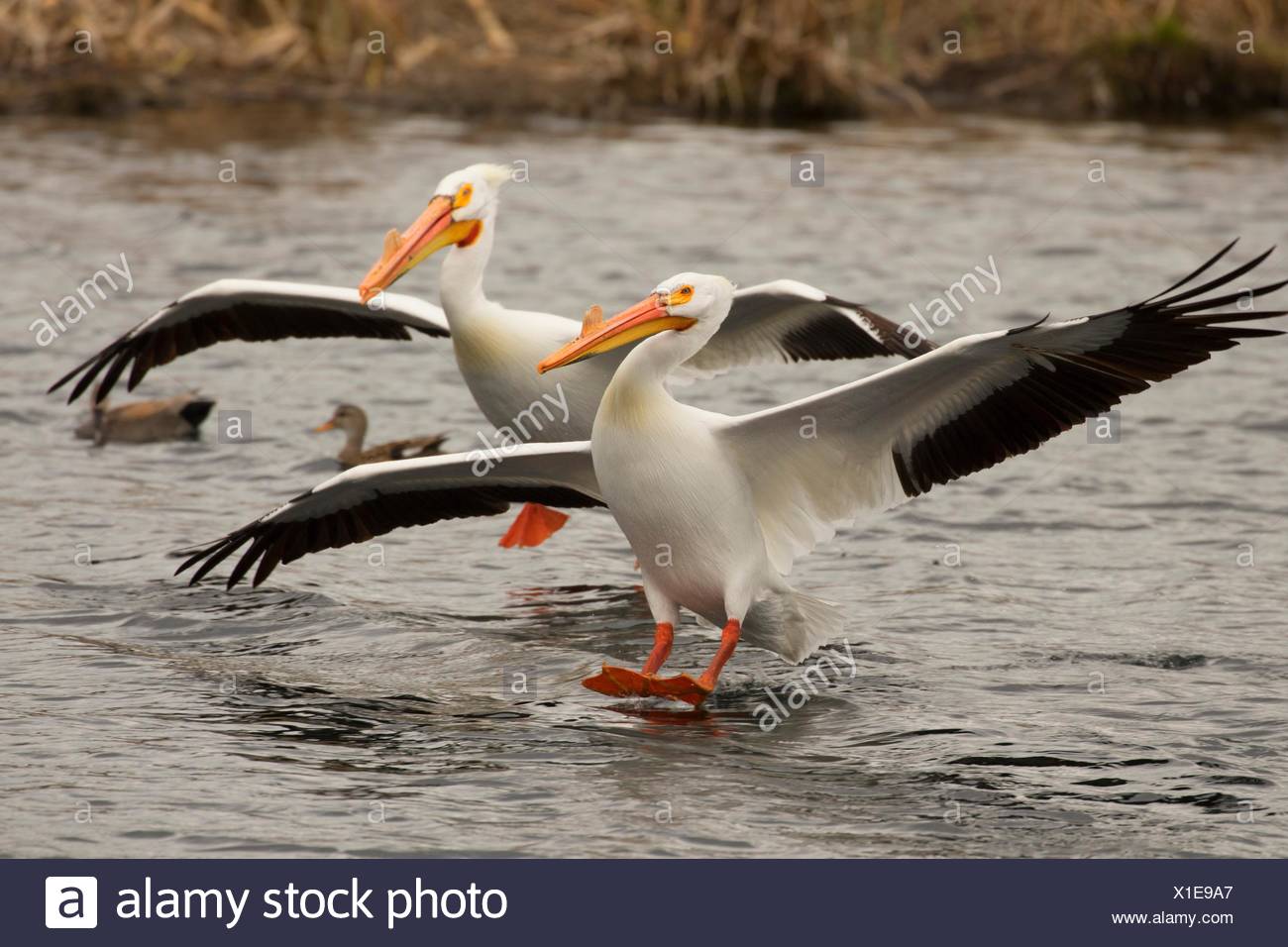 Pélican blanc (Pelecanus erythrorhynchos), l'accès à l'eau du ruisseau Rocky Ford Site, Washington. Banque D'Images