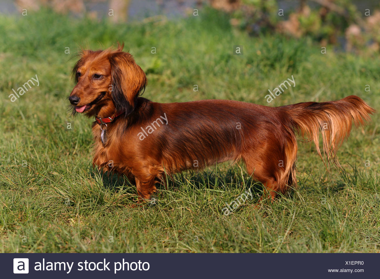 Teckel à Poil Long Poil Long Chien Saucisse Chien