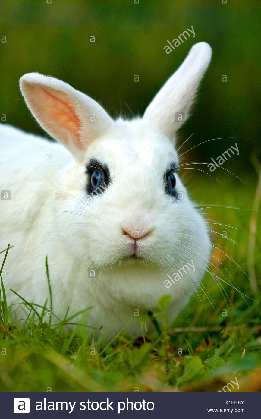 Lapin Nain Oryctolagus Cuniculus F Domestica Lapin Nain