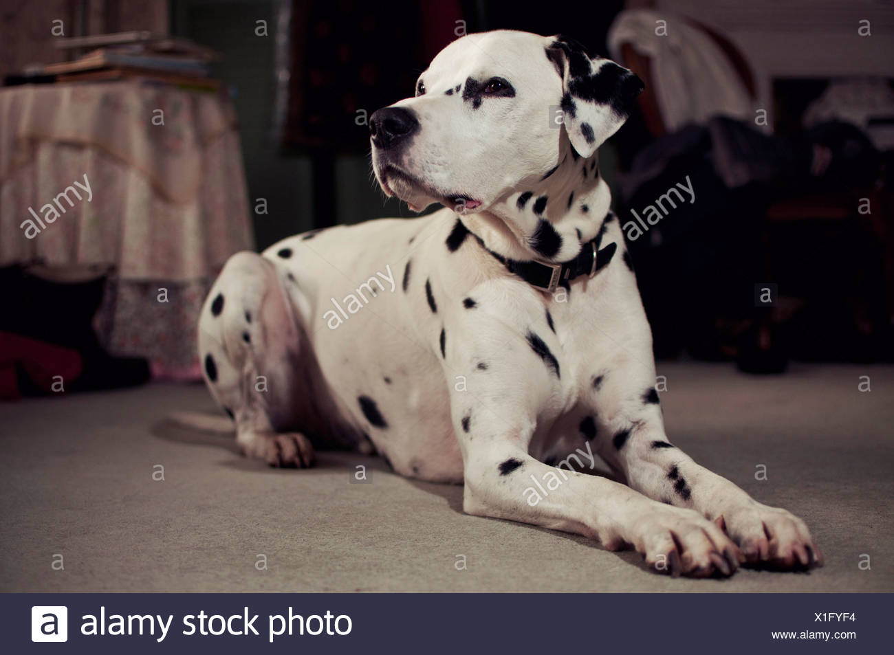 Chien Tacheté Noir Photos Chien Tacheté Noir Images Alamy