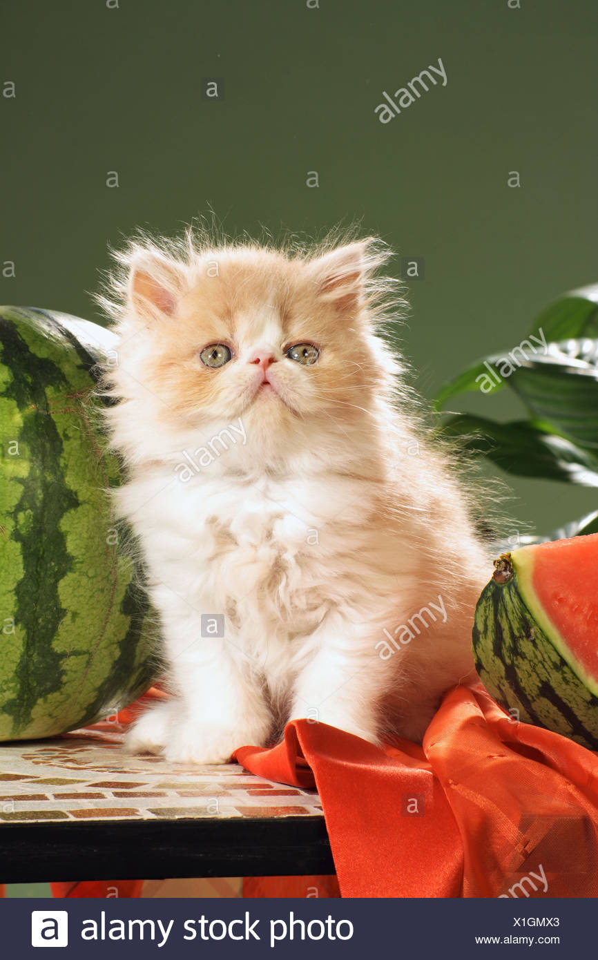 Chat Persan Chaton Assis A Cote De Melon Photo Stock Alamy Chat Persan Chaton Assis A Cote De Melon Photo Stock Alamy