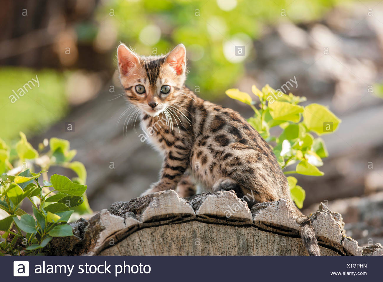 Chat Bengal Chaton Assis Sur Un Tronc D Arbre Dans Un Jardin Allemagne Photo Stock Alamy Chat Bengal Chaton Assis Sur Un Tronc D Arbre Dans Un Jardin Allemagne Photo Stock Alamy