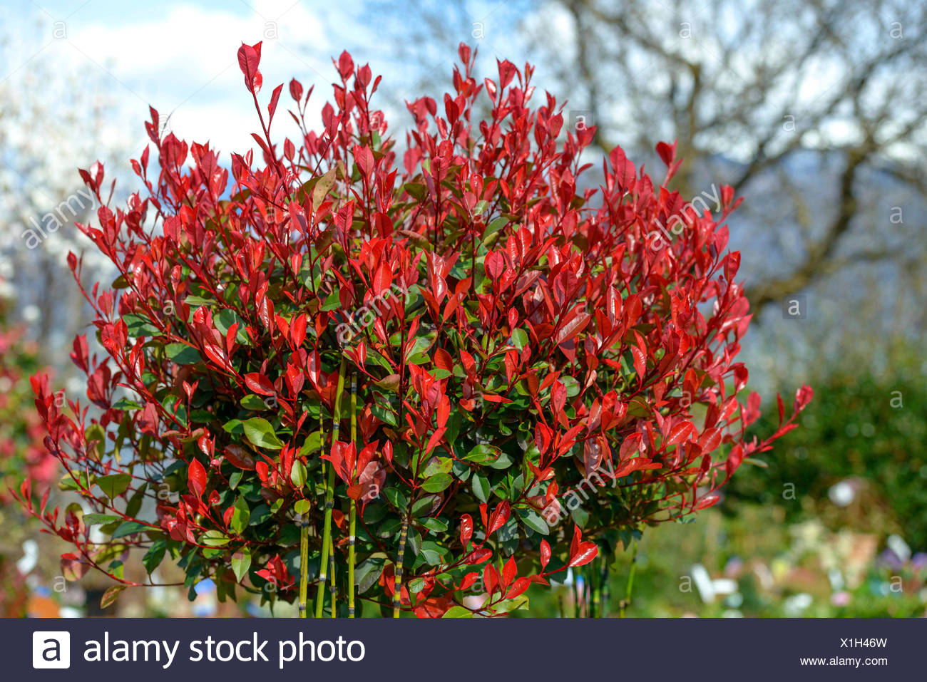 Photinia Fraseri Red Robin Photos Photinia Fraseri Red Robin