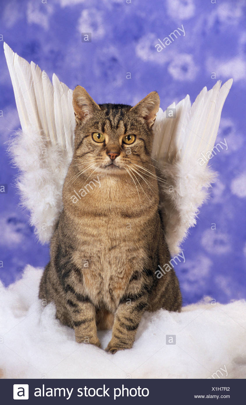 Chat Domestique Avec Les Ailes D Ange Photo Stock Alamy Chat Domestique Avec Les Ailes D Ange Photo Stock Alamy