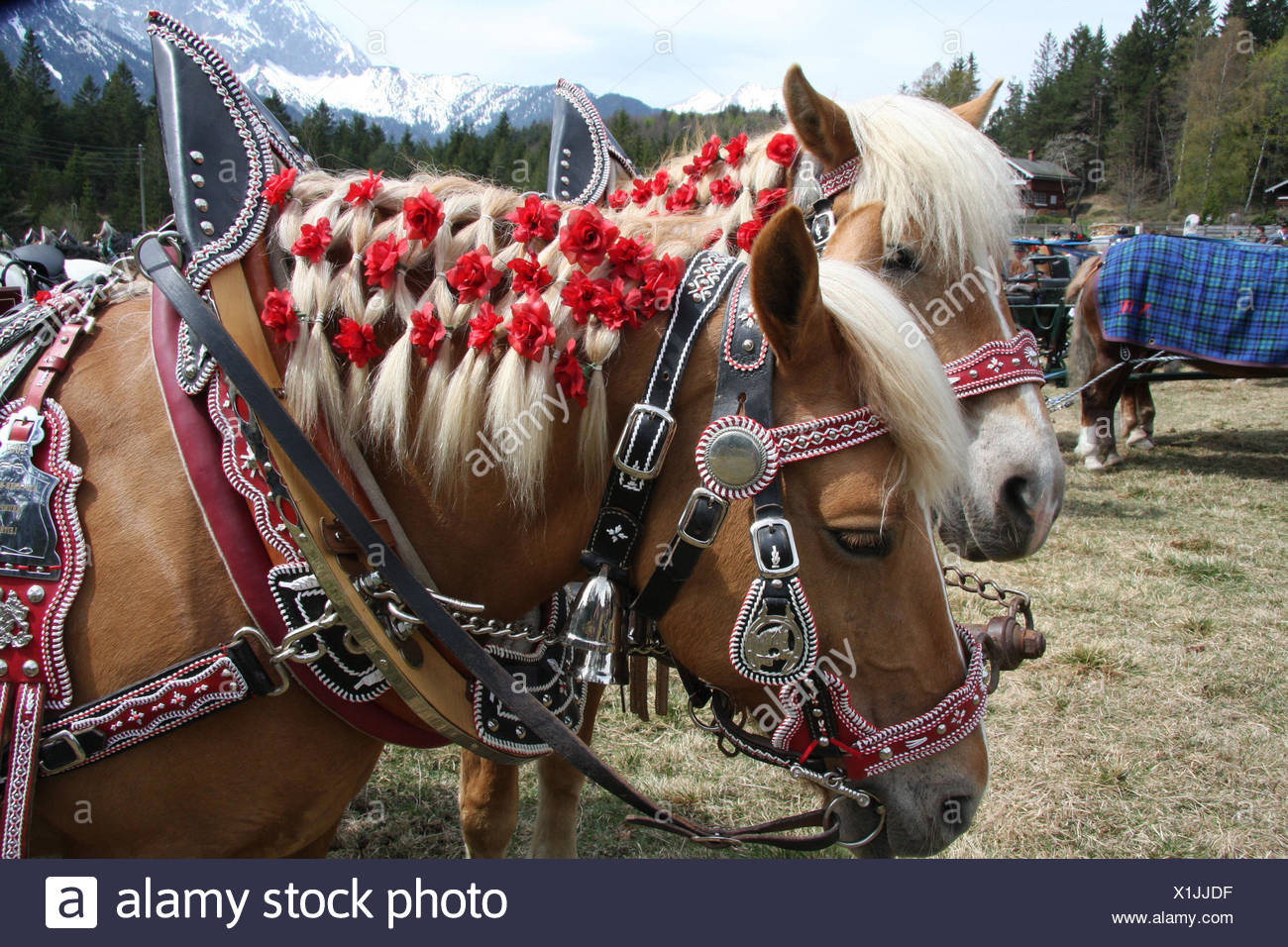Germany Bavaria Mittenwald Georgi S Ride Chevaux Manes Fleurs Vue De Cote L Allemagne Du Sud Haute Baviere Pre Animaux Vacances Maison De Vacances Georgi Purger Pelerinage Pelerinage Du Cheval Anniversaire Vaisselle Splendidement Germany Bavaria Mittenwald Georgi S Ride Chevaux Manes Fleurs Vue De Cote L Allemagne Du Sud Haute Baviere Pre Animaux Vacances Maison De Vacances Georgi Purger Pelerinage Pelerinage Du Cheval Anniversaire Vaisselle Splendidement