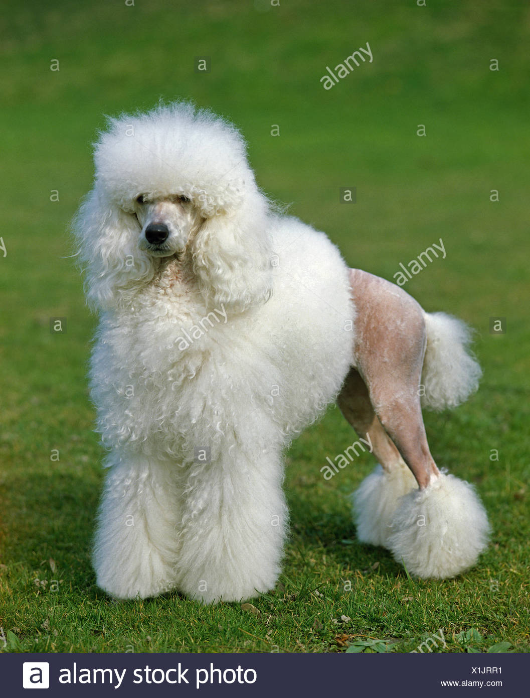 Caniche Banque D Image Et Photos Alamy Caniche Banque D Image Et Photos Alamy