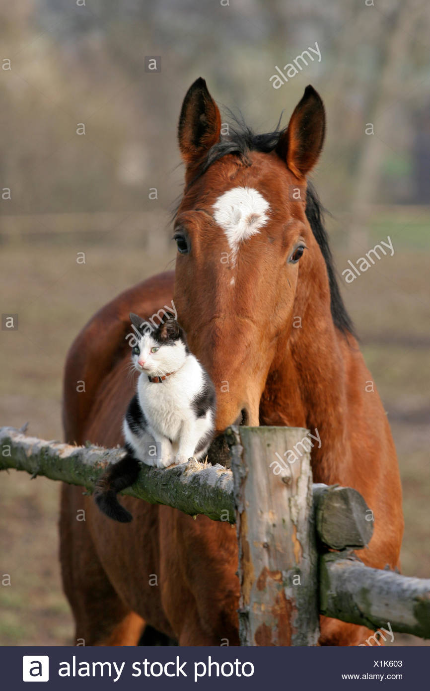 Animal Chat Cheval Grand Chat Peau De Tigre Predateur Felin De Cloture Mouser Photo Stock Alamy