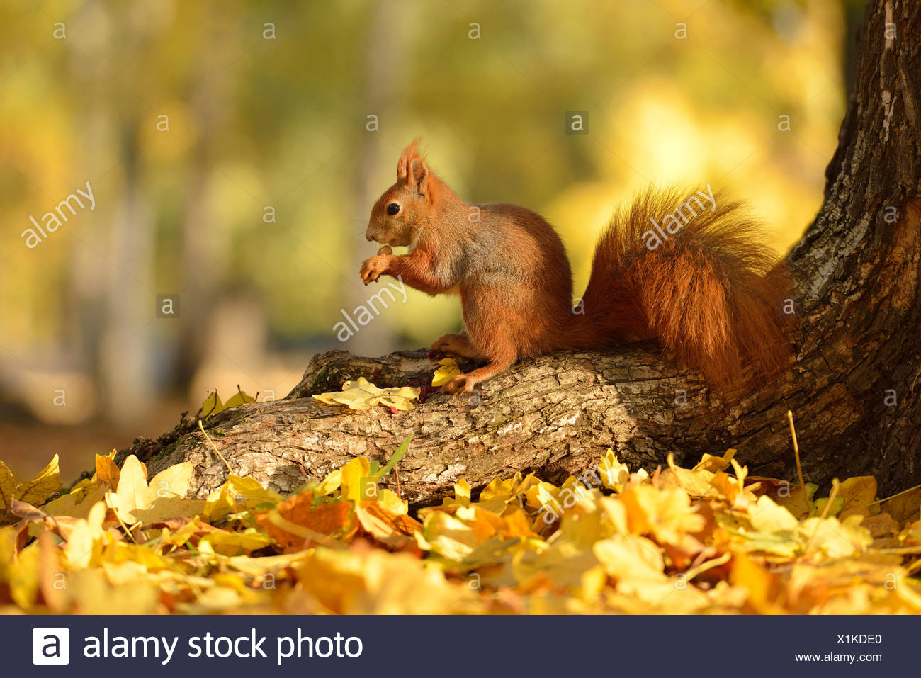 L Ecureuil Roux Sciurus Vulgaris Sur Un Arbre En Automne L Alimentation Saxe Allemagne Photo Stock Alamy