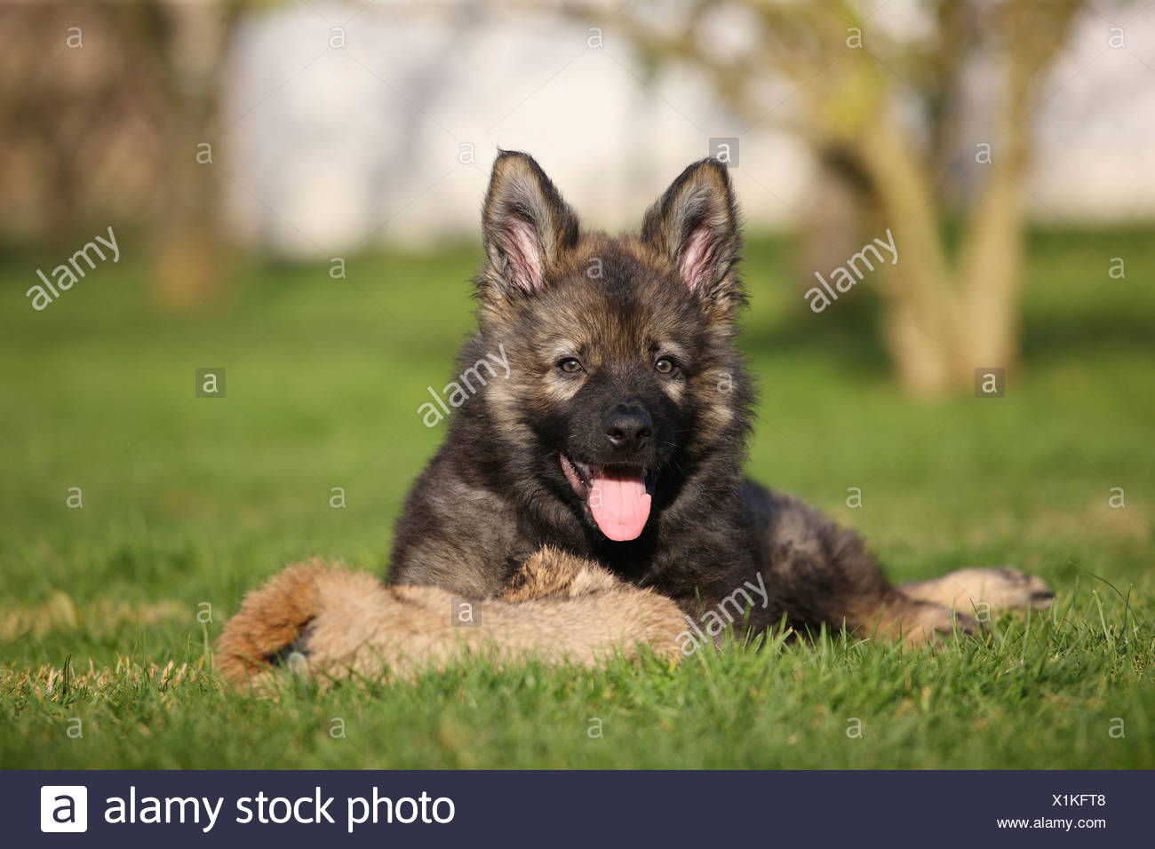 Vieux Berger Allemand Chiot Avec Toy Couché Dans Lherbe