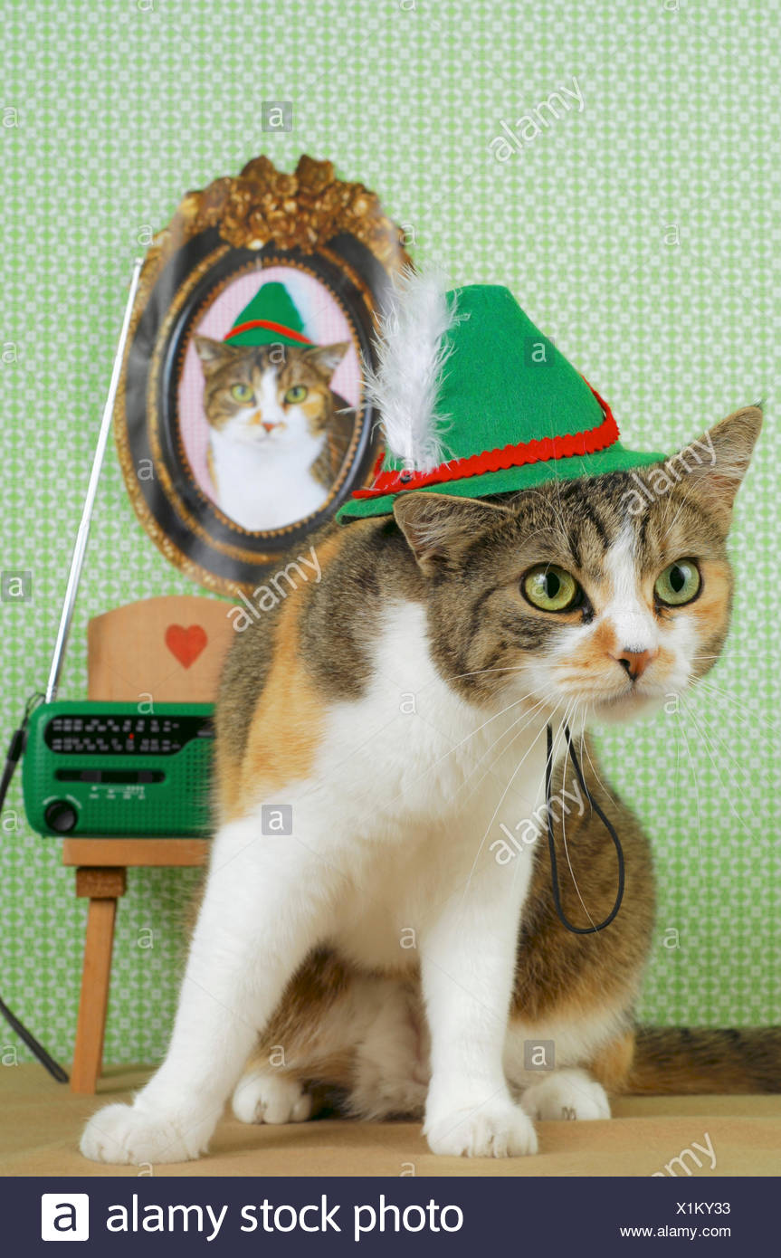 Chat Domestique Le Chat Domestique Felis Silvestris Catus F Avec Chapeau Tyrolien Photo Stock Alamy