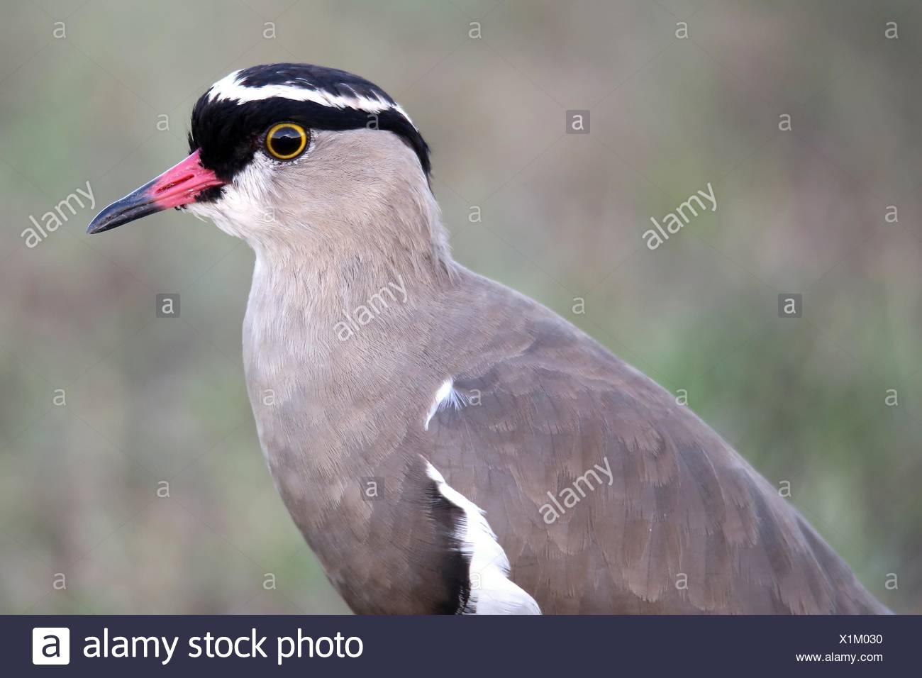 Bel Oiseau Siffleur Couronné à Tête Noire Et Le Bec Orange
