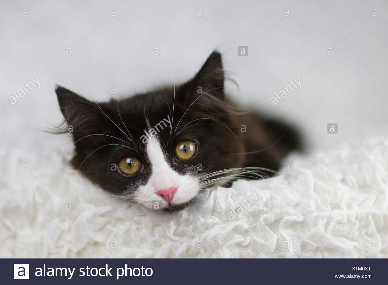 European Shorthair Noir Et Blanc Chaton Couche Couverture Blanche Studio Photo Photo Stock Alamy