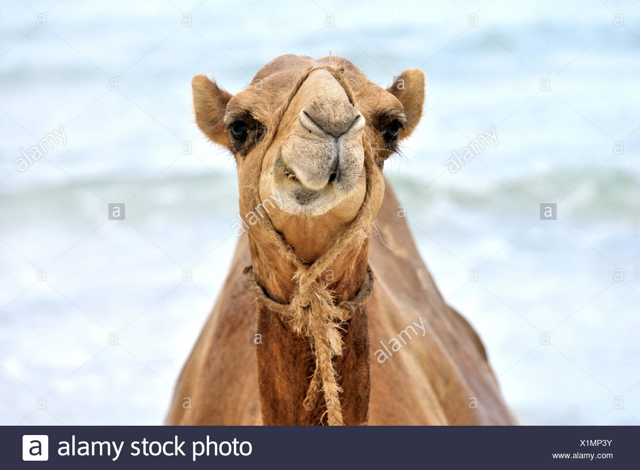 Chameau Drole Banque D Image Et Photos Alamy Chameau Drole Banque D Image Et Photos Alamy