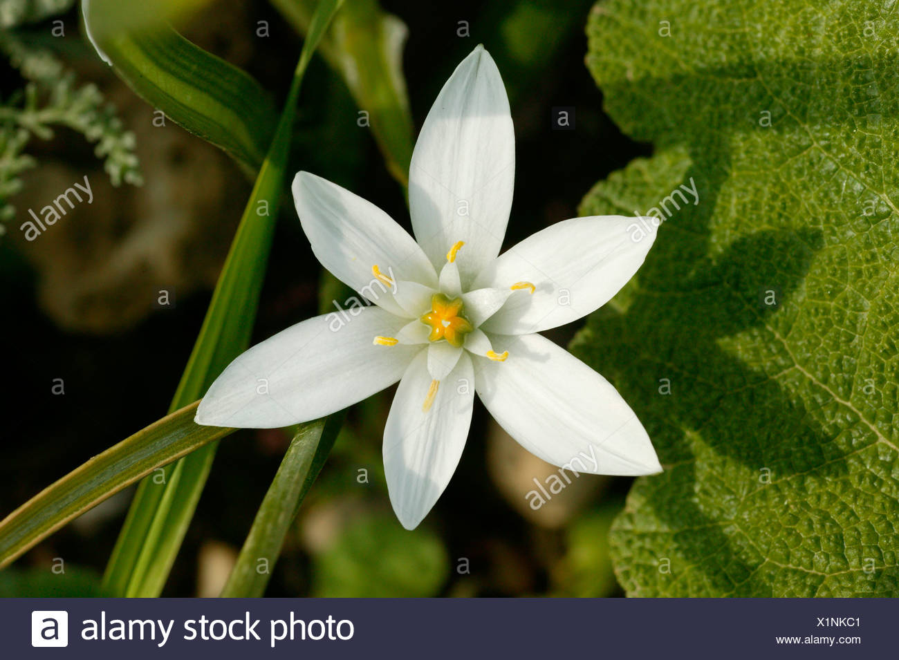 Dolden lait étoile-Ornithogalum Umbellatum