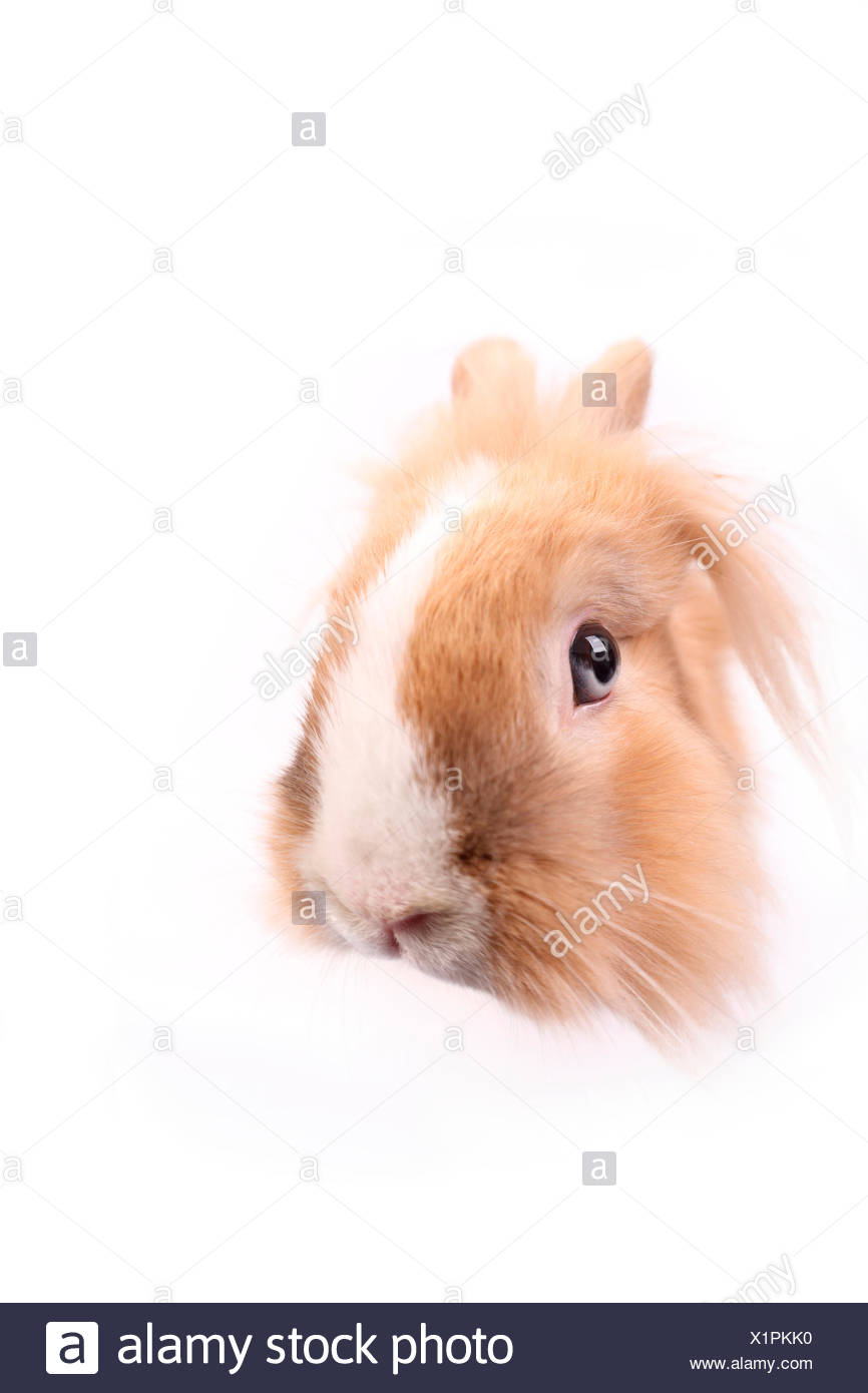 Lapin nain à tête de lion vu de face. Studio photo sur un fond blanc. Allemagne Banque D'Images