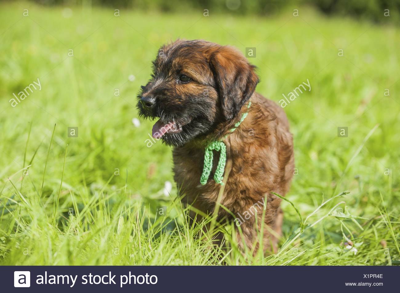 Briard Puppy Photos Briard Puppy Images Alamy