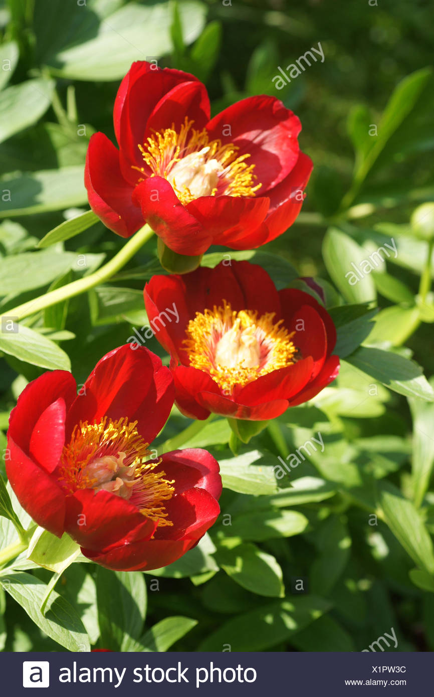 Rouge cramoisi pivoine simple Banque D'Images