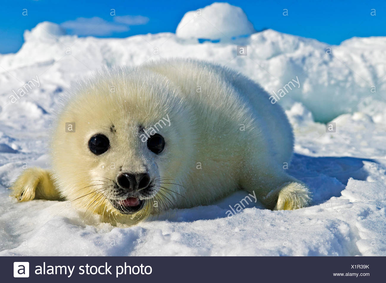 Bebe Phoque Blanc Joint Saddleback Pagophilus Groenlandicus Pas Plus De 12 Jours Sur La Banquise Du Golfe Du Saint Laurent Photo Stock Alamy