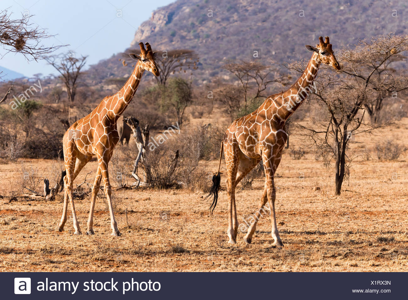 Les Girafes réticulée ou Somali girafes (Giraffa camelopardalis reticulata) tourne, la réserve nationale de Samburu, Kenya Banque D'Images