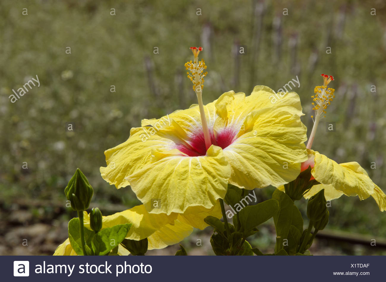Hibiscus Ou Mauve Rose Fleur Jaune Et Rouge Sinnar
