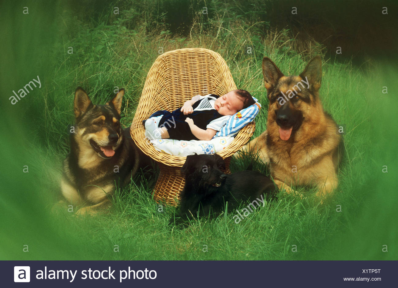 Trois Chiens Garde Bebe Photo Stock Alamy