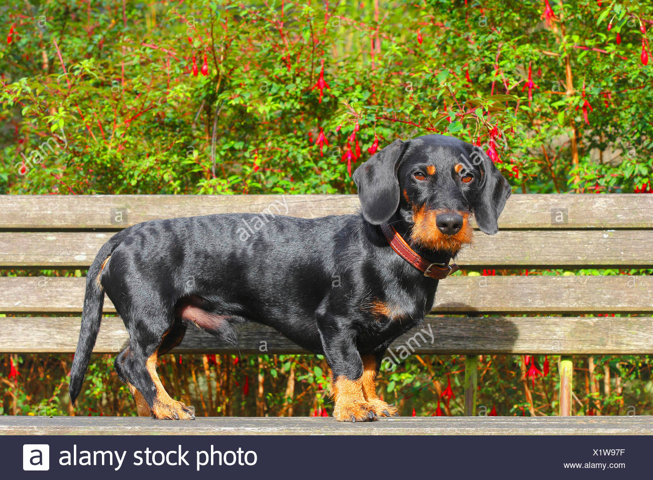 Teckel à Poil Dur Chien Saucisse à Poil Dur Chien