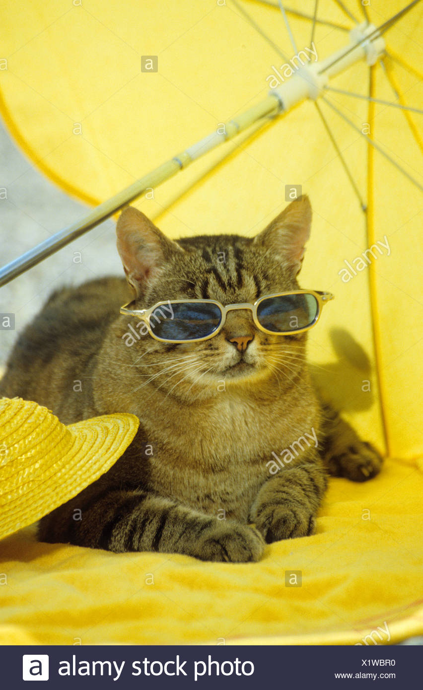 Tabby Chat Domestique Avec Des Lunettes Couche Au Soleil Photo Stock Alamy