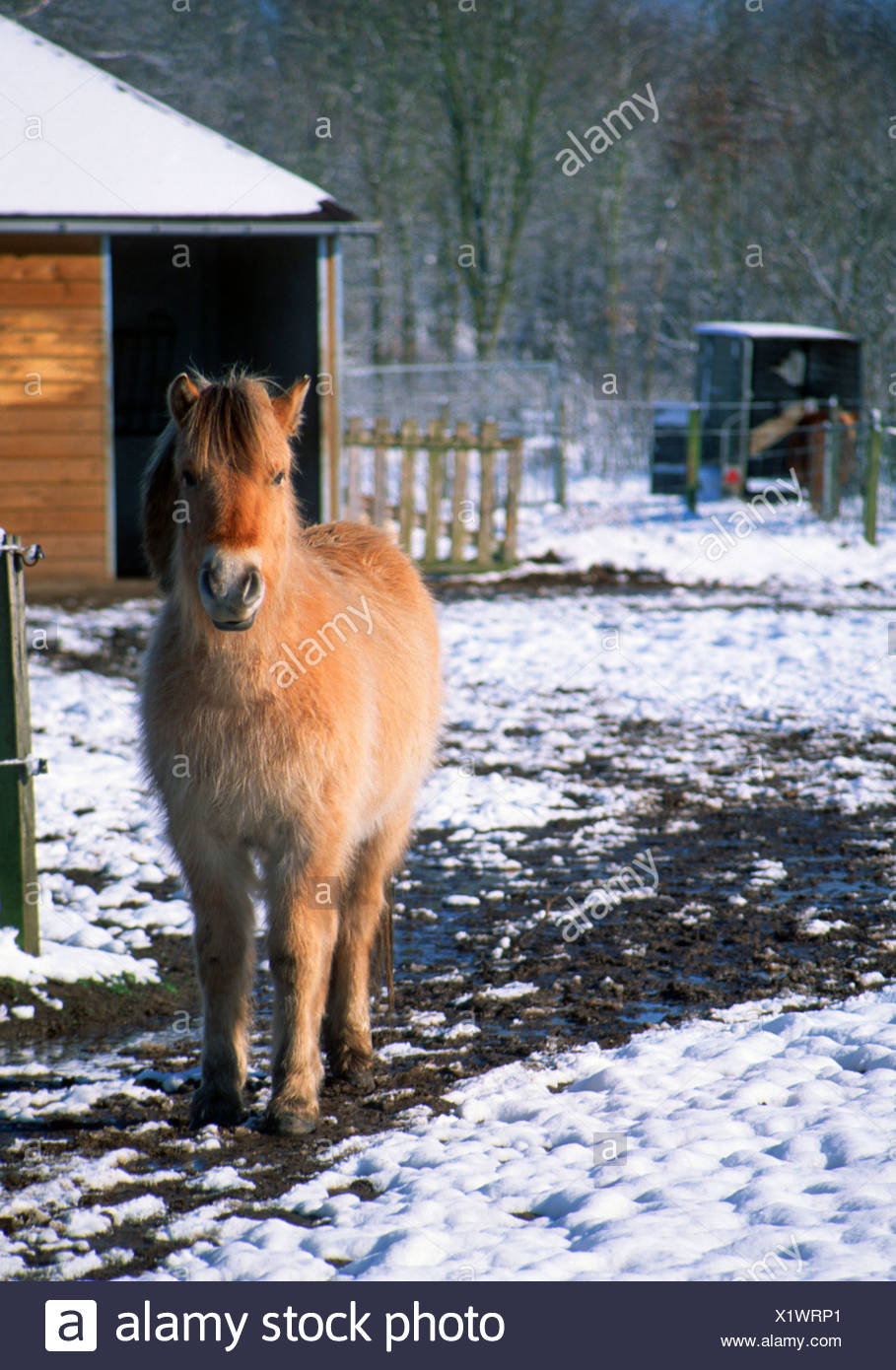 Poney Shetland Debout Dans Un Paddock En Hiver Enneige Photo Stock Alamy Poney Shetland Debout Dans Un Paddock En Hiver Enneige Photo Stock Alamy