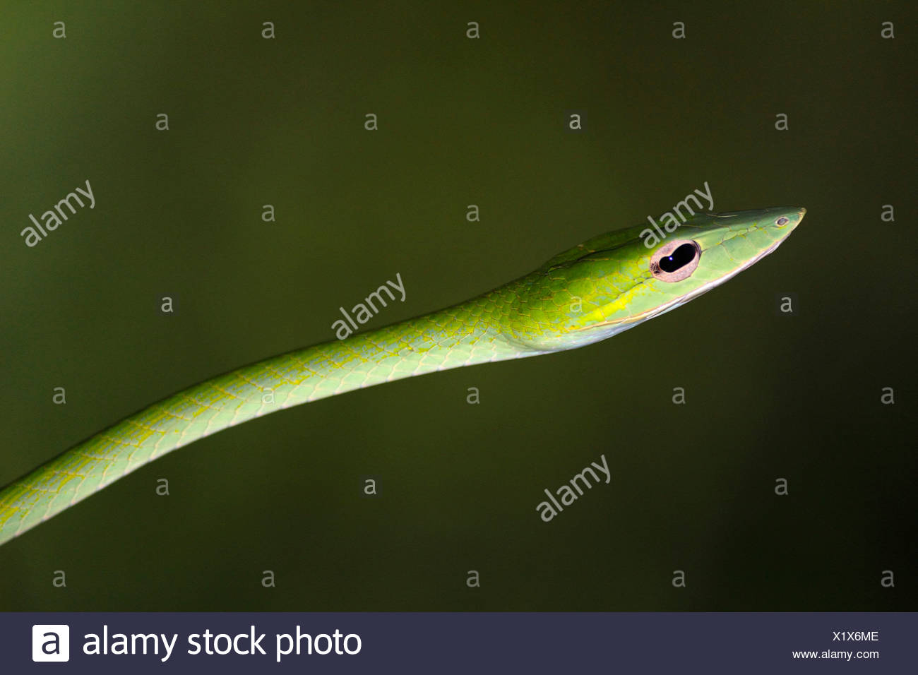 Serpent bec long, long-nez, whipsnake whipsnake Oriental (Ahaetulla prasina), portrait, la Thaïlande, le parc national de Khao Lak Banque D'Images