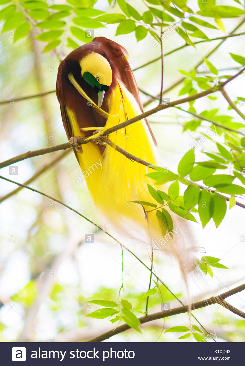 Lun Des Plus Des Oiseaux Exotiques En Papouasie Nouvelle