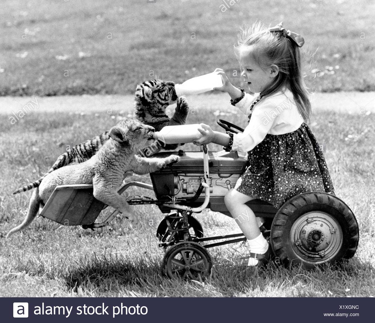 Alimentation Fille Un Tigre Et Un Bebe Lion Angleterre Grande Bretagne Photo Stock Alamy