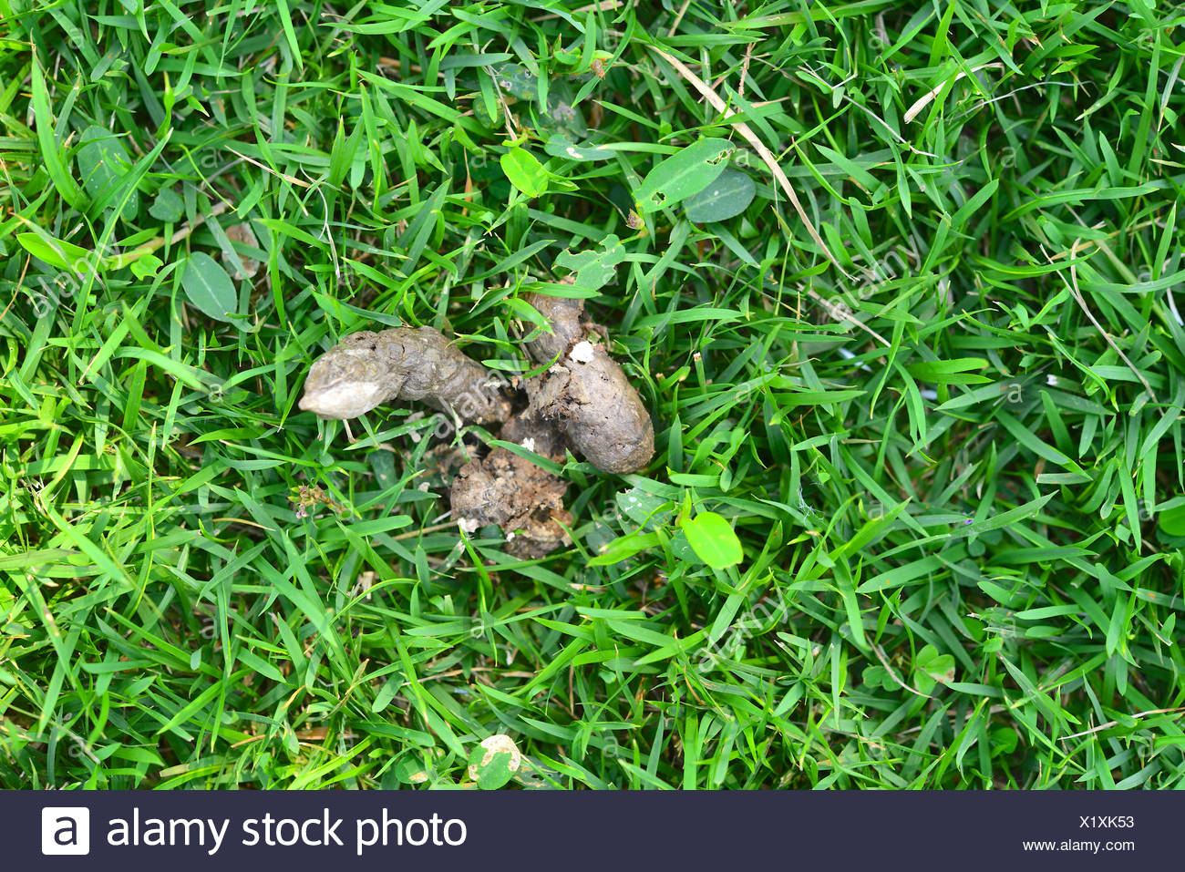 Les Excrements De Chat Sur L Herbe Photo Stock Alamy Les Excrements De Chat Sur L Herbe Photo Stock Alamy