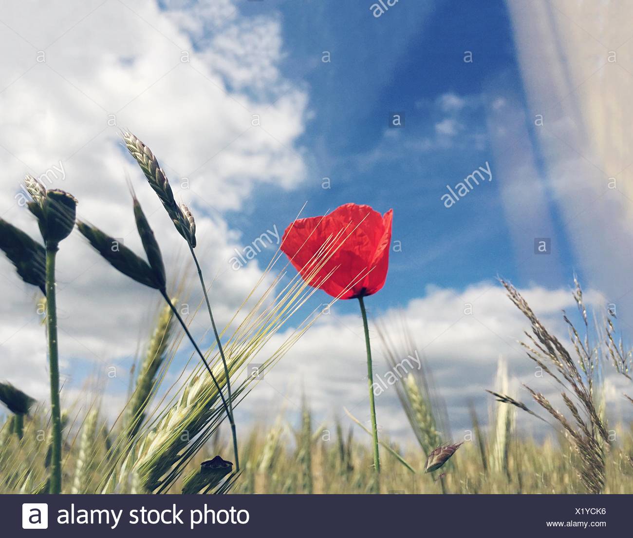 Les plants de blé et de fleurs de fleur rouge contre Ciel nuageux Banque D'Images