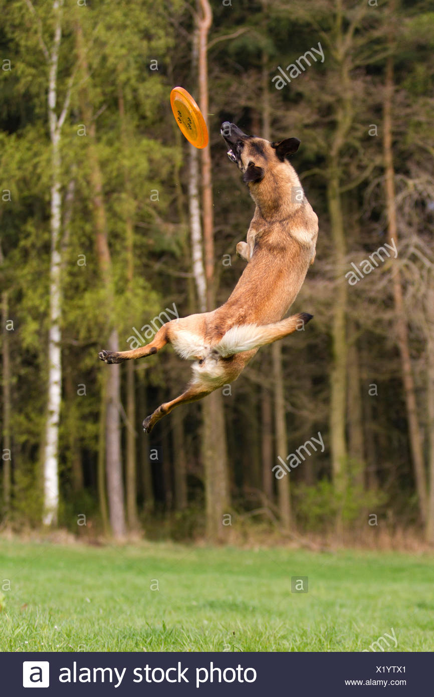 Berger Belge Malinois Chien Adulte Sauter De Flying Disc