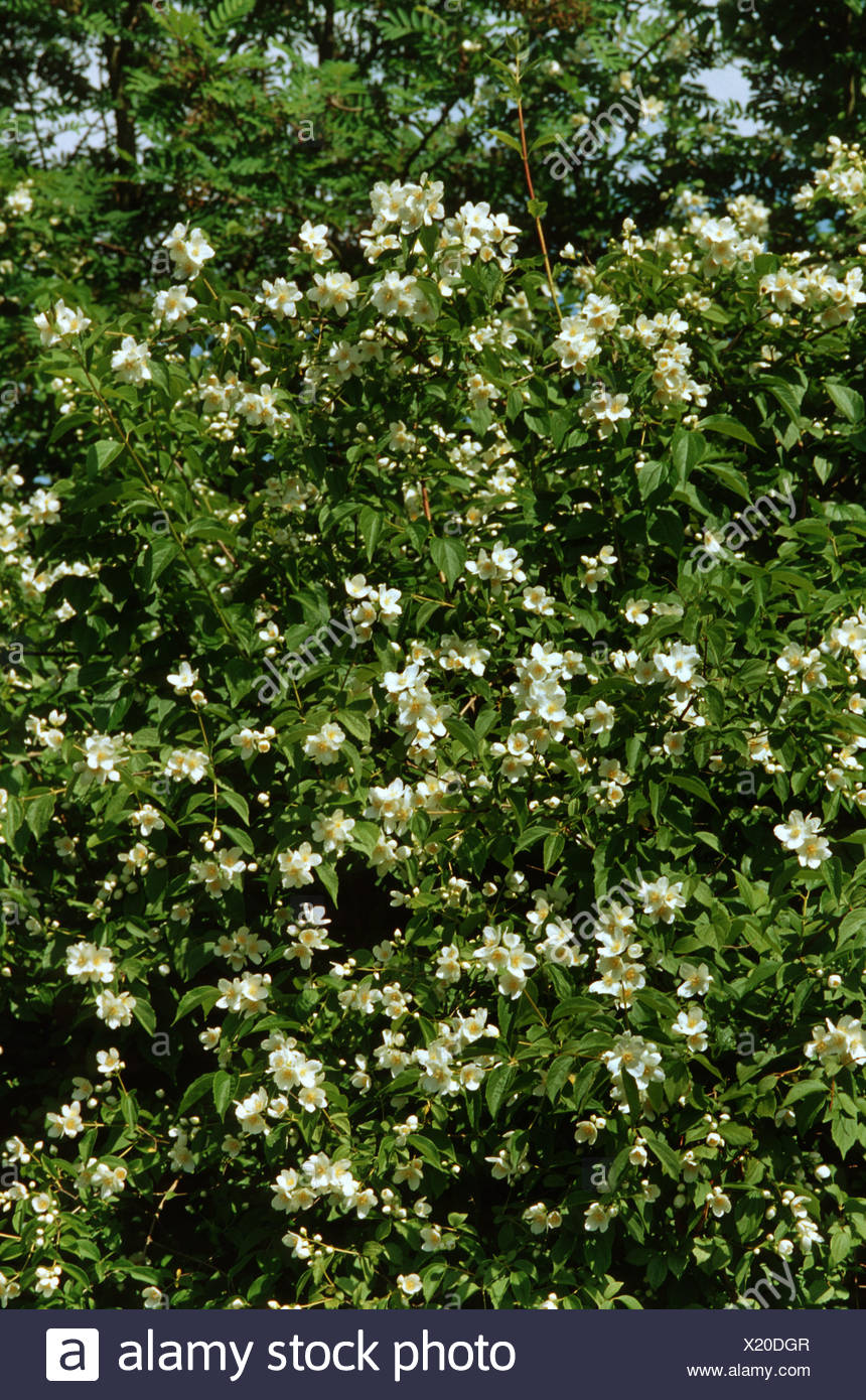 Growing Mock Orange Aka Philadelphus In The Cutting Garden