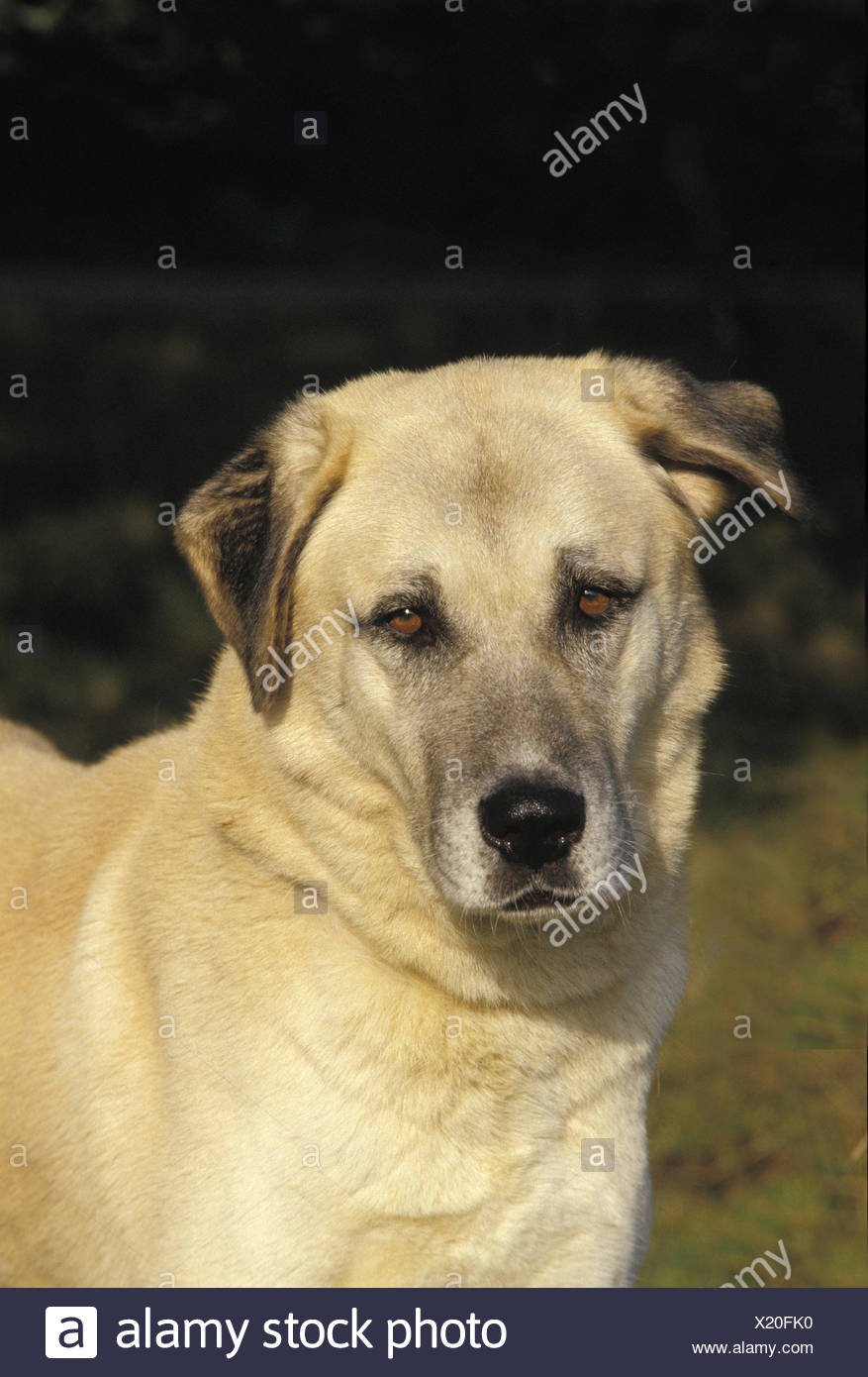 Chien De Berger Danatolie Portrait Dadulte Banque D