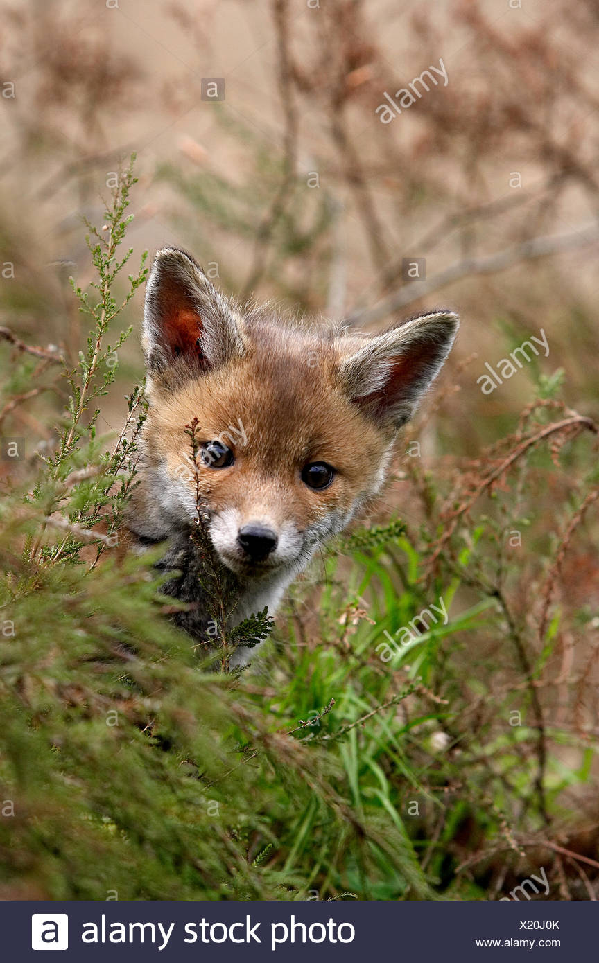 Bebe Renard Roux Vulpes Vulpes Dans Normady Photo Stock Alamy