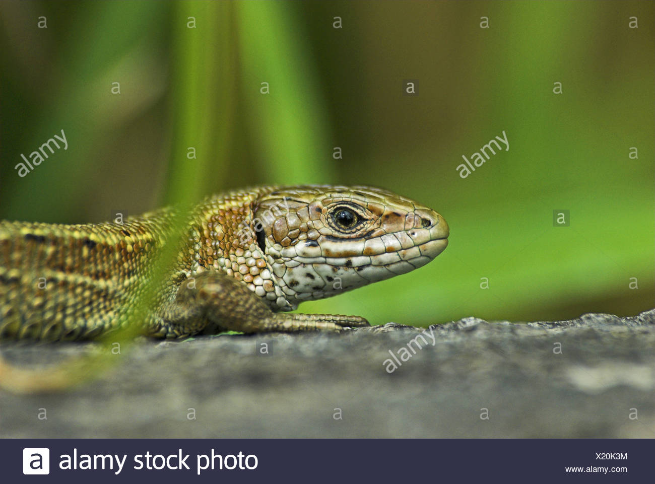 Lézard commun Pèlerin (Lacerta vivipara). Banque D'Images