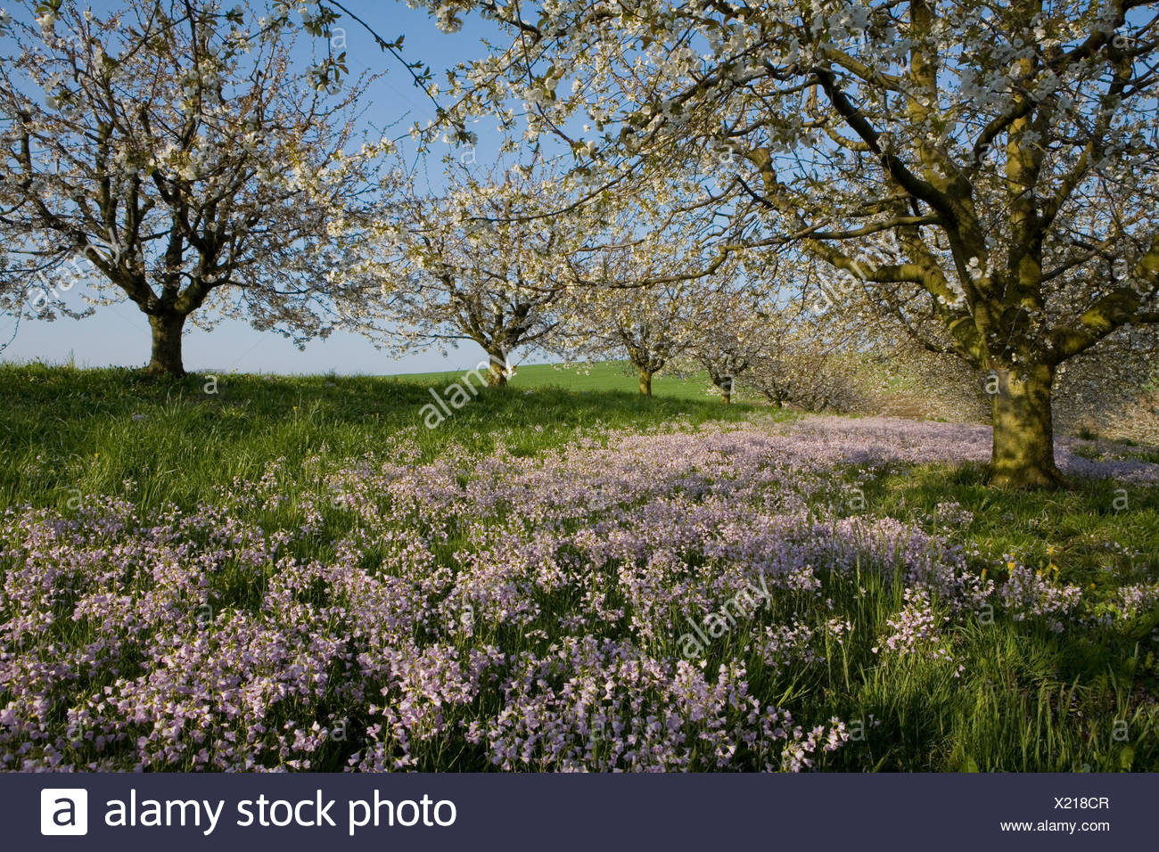 Suisse Europe Boudry Canton Bale Campagne Printemps Paysage Nature Paysage Paysage Pittoresque Photo Stock Alamy